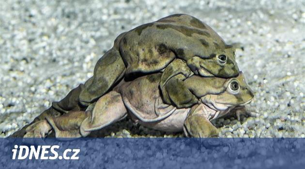 Šourkové žáby z jezera Titicaca zavítaly do Prahy. Zoo otevírá expozici