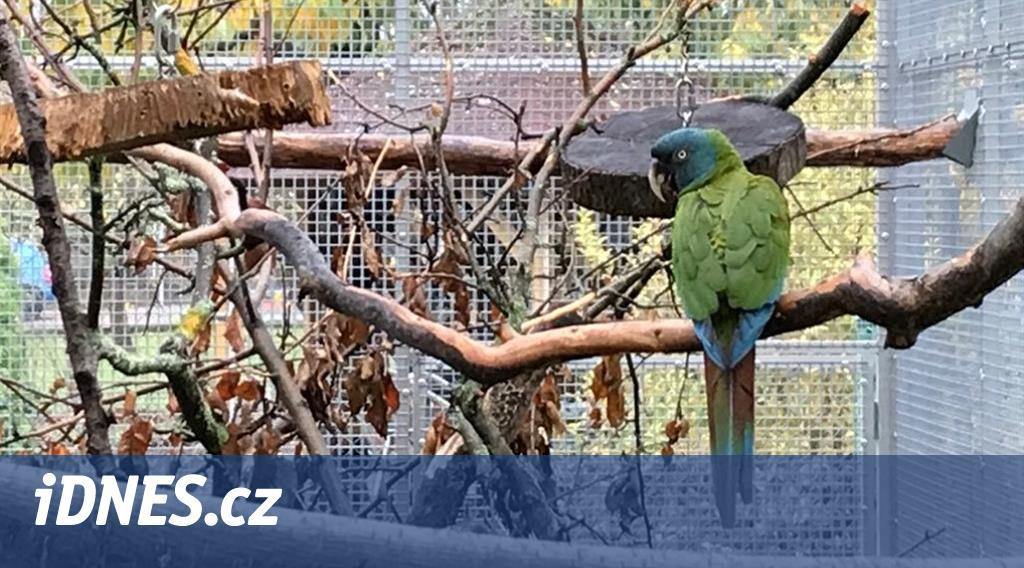 Na Pardubicku uletěl chráněný papoušek, sám si vystačí do listopadu