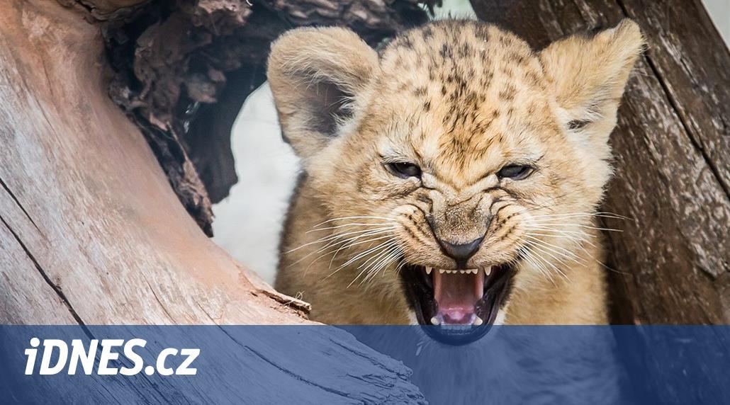 VIDEO: Zoo ve Dvoře má po letech dvě koťata lvů berberských, třetí uspali