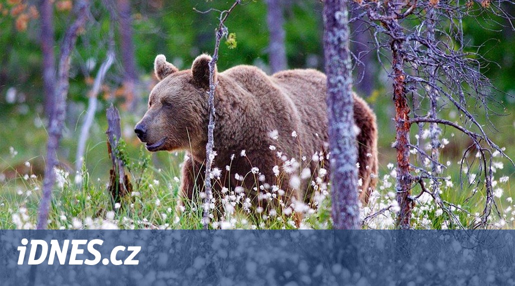 Český turista v Tatrách utíkal před medvědem, zranil si kotník