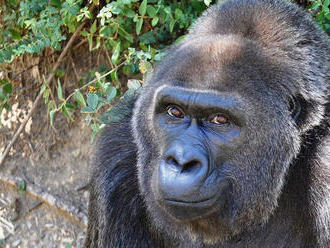 Zomrela Trudy, najstaršia gorila žijúca v zajatí