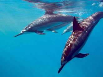 VIDEO: Stádo delfínov plávalo spolu s člnom približne 30 minút