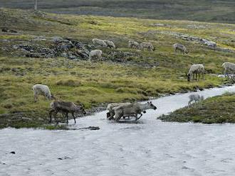V Nórsku našli 200 uhynutých sobov, vedci vinia klimatickú zmenu