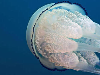 Potápači objavili v mori pri Anglicku 1,5 metra dlhú medúzu