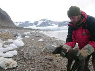 Vedcov ohromila neuveriteľná cesta polárnej líšky: Za štyri mesiace prešla takmer 4500 km
