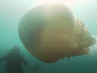VIDEO Potápačom v Anglicku vyrazilo dych: Takéto gigantické stvorenie pod vodou nečakali