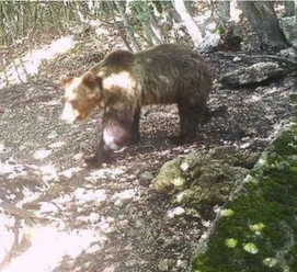 FOTO Úrady naháňajú medveďa, ktorý unikol zo štvormetrovej ohrady: Ukrýva sa v hustých lesoch