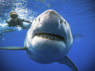 Množia sa správy o útokoch žralokov: Skutočne sa máme báť cestovať k moru?