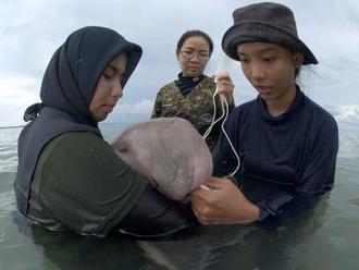 Video: Malý dugong, ktorý sa stal hviezdou internetu, zomrel po prehltnutí plastov