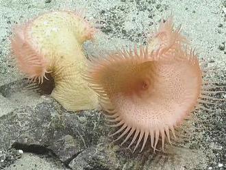 Venus flytrap sea anemone is exactly as awesome as it sounds     - CNET