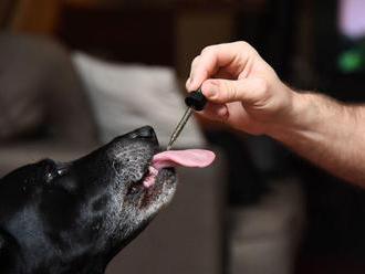 CBD for pets: What you need to know     - CNET
