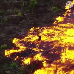 Rozsáhlé požáry amazonského pralesa jsou nyní nejdůležitější globální zprávou. V ČR nic