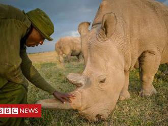 Kenya northern white rhinos: Vets harvest eggs from last two females