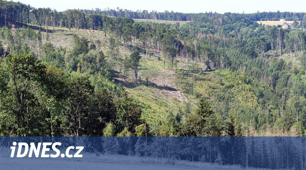 Boj proti kůrovci. Lesy ČR zvýší výsadbu na 55 milionů stromků