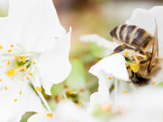 Tam, kde bzučia včely, sa dobre hospodári