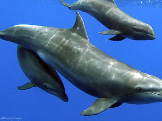 Delfín skákavý si 'adoptoval' veľrybu