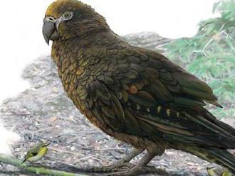 Na Novom Zélande objavili kosti najväčšieho papagája na svete