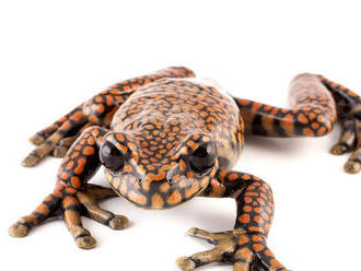 V Čile premiestnili posledné žaby loa z divočiny do zoo