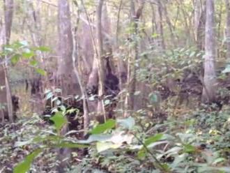 Vraj najlepšie VIDEO legendárnej príšery! Mladík nakrútil v lese podivného tvora