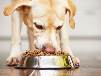 Veterinári šokujú: Prezradili, aké je najlepšie krmivo pre mačky a psy, je vraj lepšie ako prémiový 