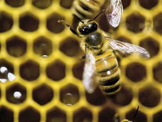 Video: Roj včiel narušil ligový zápas v Brazílii, z rohovej zástavky ich vyhnal až postrek