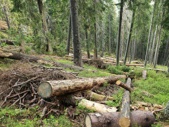 : Štátne lesy TANAP-u neuznávajú niektoré pralesy a rúbu v nich