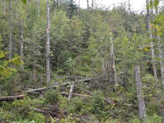 Slovenské lesy sa darí obnovovať, holinu spôsobila najmä ťažba dreva a živelné pohromy