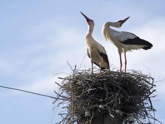Bojnická zoo môže kontrolovať rehabilitáciu vtákov