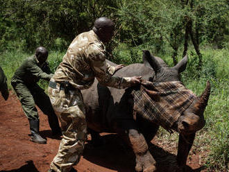 Hat éve nem öltek meg orrszarvút egy kenyai rezervátumban