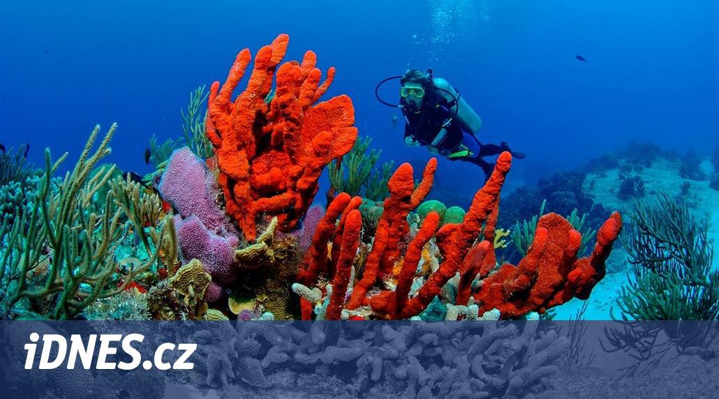 Už není čas. Korálové útesy musíme začít zachraňovat okamžitě, tvrdí vědci