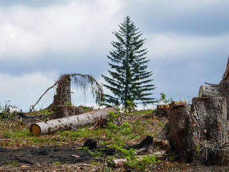 Dajte lesom to, čo Nemci a Česi, vyzývajú vládu aktivisti