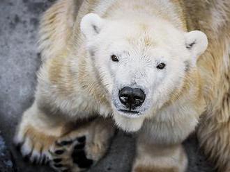 Pražská zoo musela utratit lední medvědici Boru, dožila se 32 let
