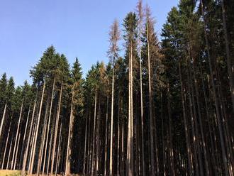 Aleš Erber: Ring volný! Lesníci versus mocná myslivecko-dřevařská lobby