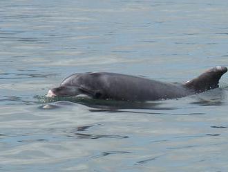 Vědci našli v tělech delfínů u pobřeží Francie směsici chemikálií