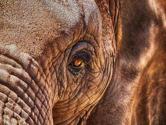 Na Srí Lance zranil splašený slon 18 lidí