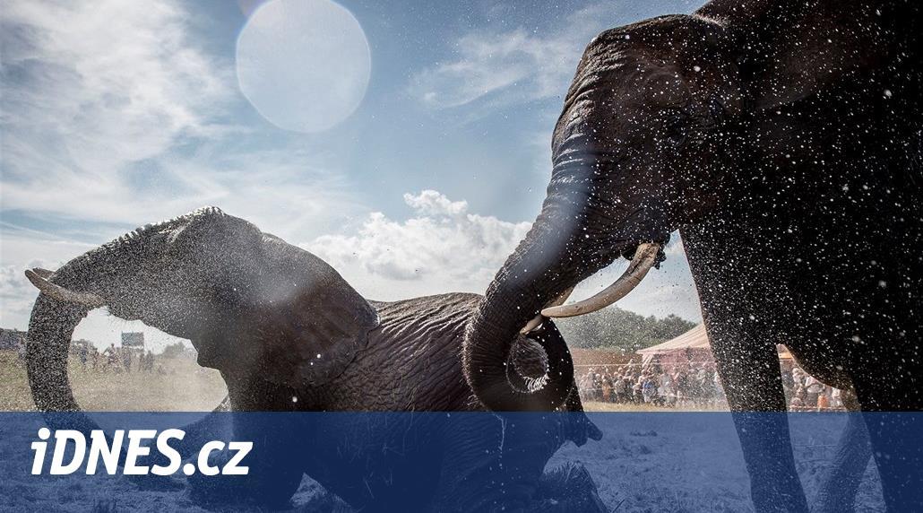 Konec drezury. Dánsko vykoupí poslední cirkusové slony, dožijí možná v zoo