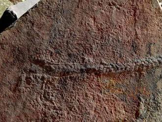 Vedci našli najstaršiu fosíliu živočícha, žil pred 550 miliónmi rokov
