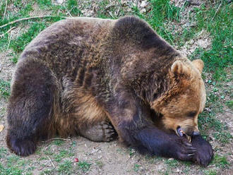 Na sídlisku sa potuluje medveď. Dajte si pozor, varovali ľudí