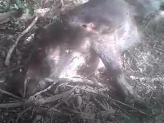 V prievidzských lesoch sa strieľalo: VIDEO Padli diviak a medvedica, poľovník v tom má jasno