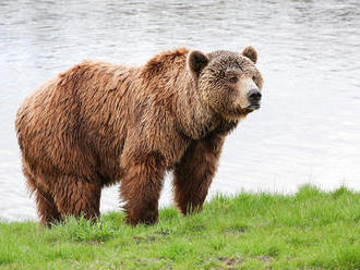 Prechádzky po prievidzskom Lesoparku môžu byť nebezpečné: Mesto varuje, pohybuje sa tu medveď