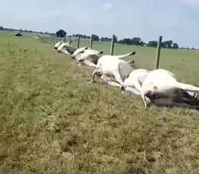 VIDEO Farmár na tento pohľad nikdy nezabudne: Desiatky mŕtvych kráv zoradených do jedného radu