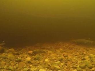 VIDEO Kamera na dne rieky zachytila monštrum: Zoológovia odhalili jeho pôvod