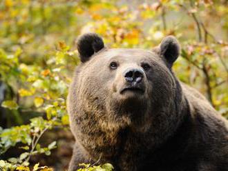 Mesto Prievidza varuje ľudí, v okolí Lesoparku sa pohybuje medveď