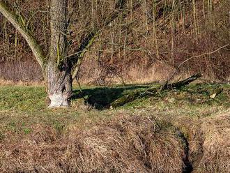 Chráněným bobrům se daří. V povodí Odry jsou na 200 kilometrech dvaceti toků