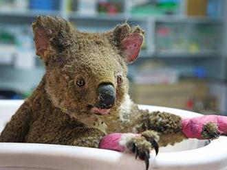 Zoo Praha vyhlásila sbírku na pomoc Austrálii. Lidé poslali již 13,5 milionů korun