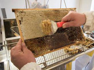Včelaři si mohou v únoru zažádat o dotace