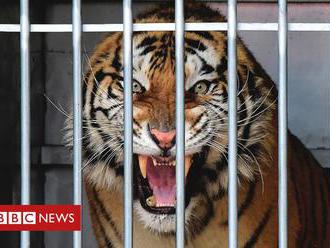 The tiger ‘gift’ that horrified Polish rescuers