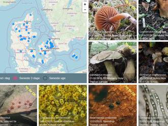 Mobilní aplikace umí rozpoznávat houby a mapovat je
