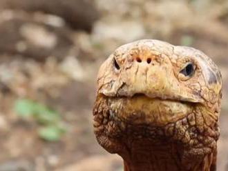 Na Galapágách vypustí želvího samce, který zachránil vlastní druh
