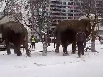 Sloni utekli z cirkusu - přímo do závějí v ruském městě